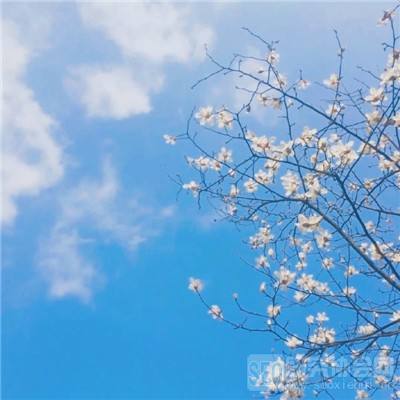 赤月裁决果盘bt版下载